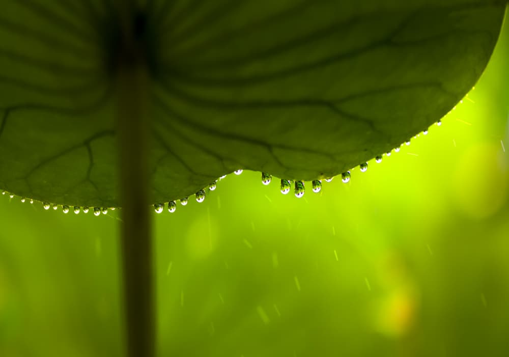Rainy Green Leaf by Yanny Liu — canvas wall art