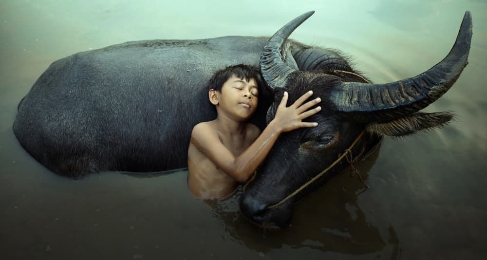 Boy and Buffalo Bond by Fahmi Bhs — canvas wall art