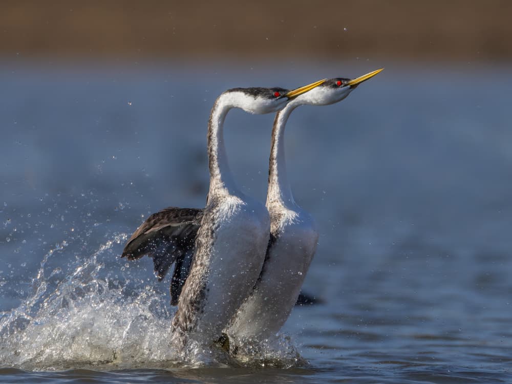 Western Grebes Dance by Taksing (吉星高照) — canvas wall art
