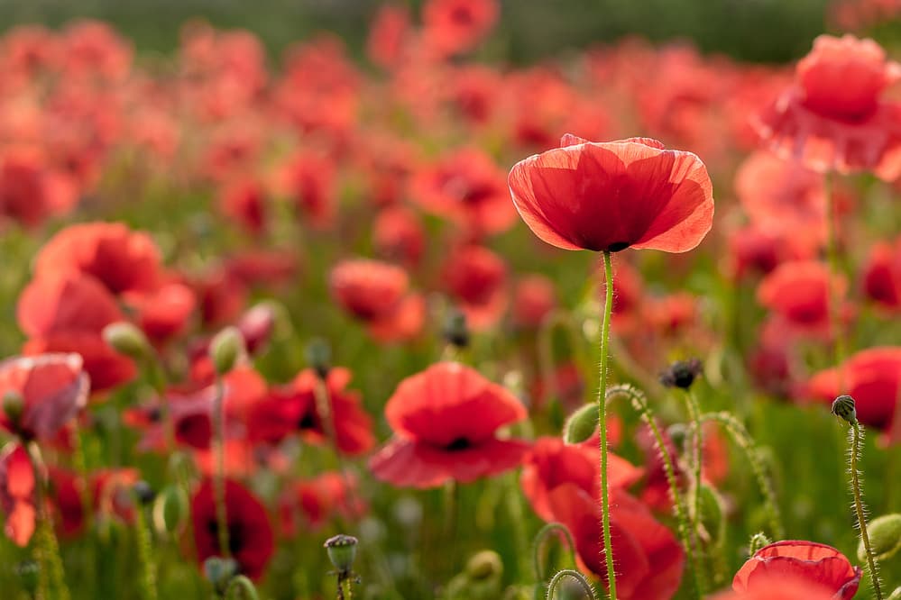 Radiant Poppy Field by Kristin Gray — canvas wall art