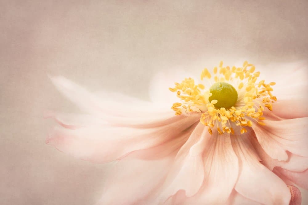 Soft Pink Bloom by Monique Delaet — canvas wall art