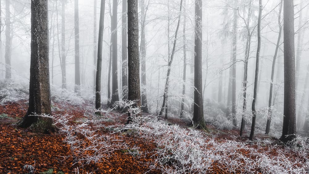 Misty Winter Forest by Burim Muqa — canvas wall art