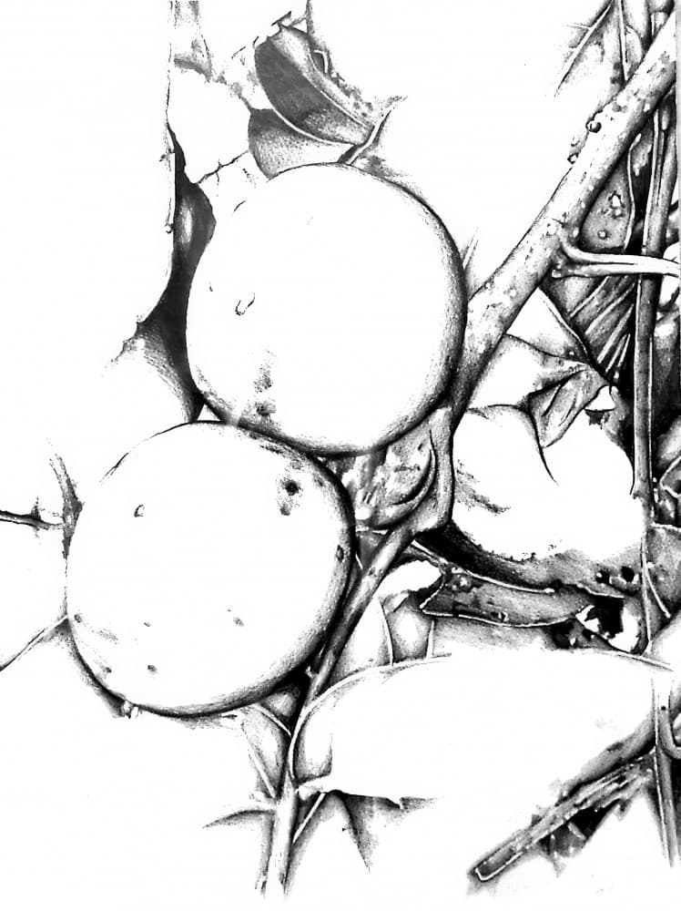 Botanical Fruit Sketch by Kulik — canvas wall art