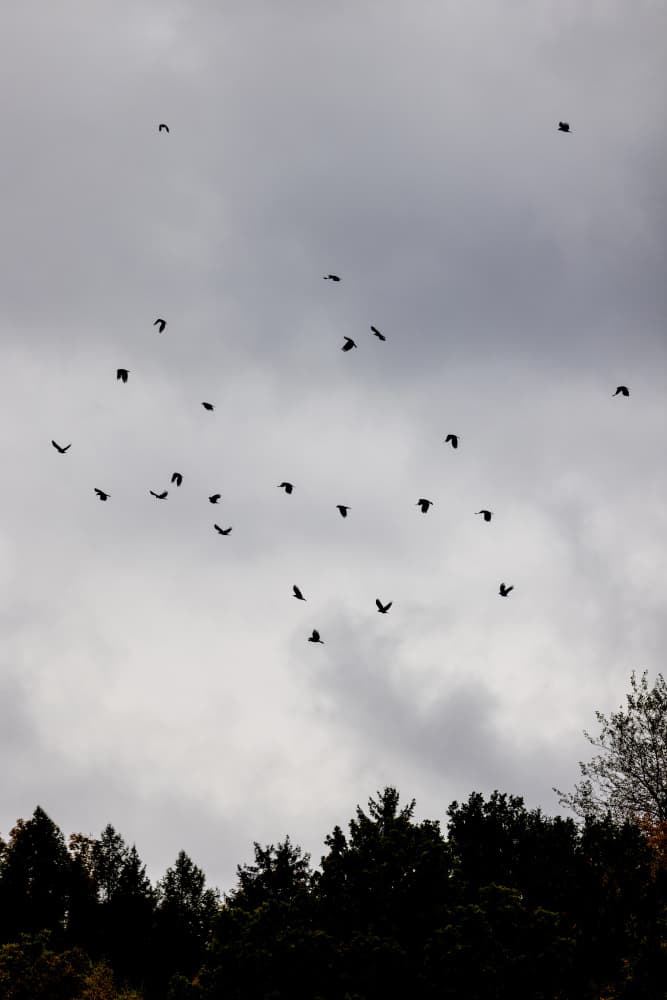Birds and Clouds 1 by Mareike Böhmer — canvas wall art