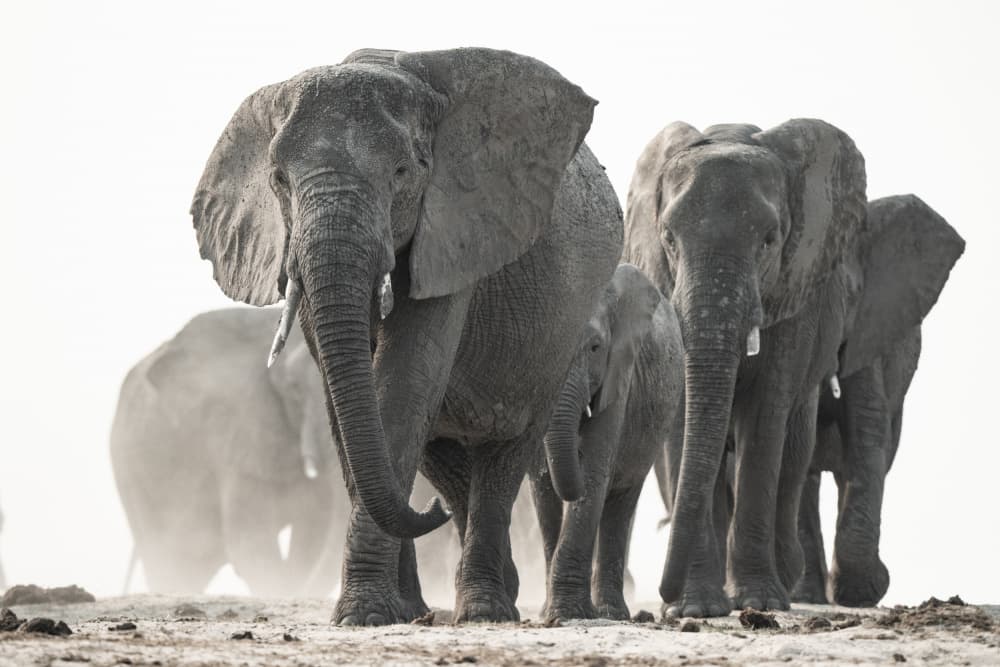 African Elephant Herd by Etienne Steenkamp — canvas wall art