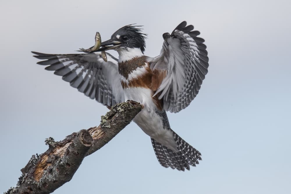 Kingfisher's Fresh Catch by Peter Stahl — canvas wall art