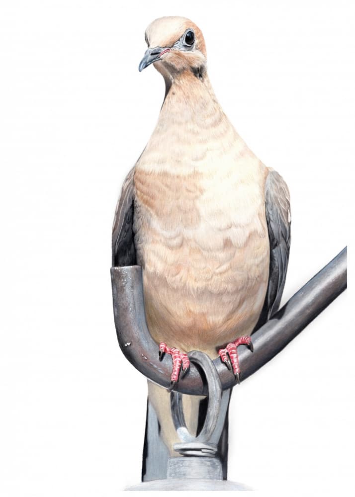 Serene Mourning Dove by Angelica Diehn — canvas wall art