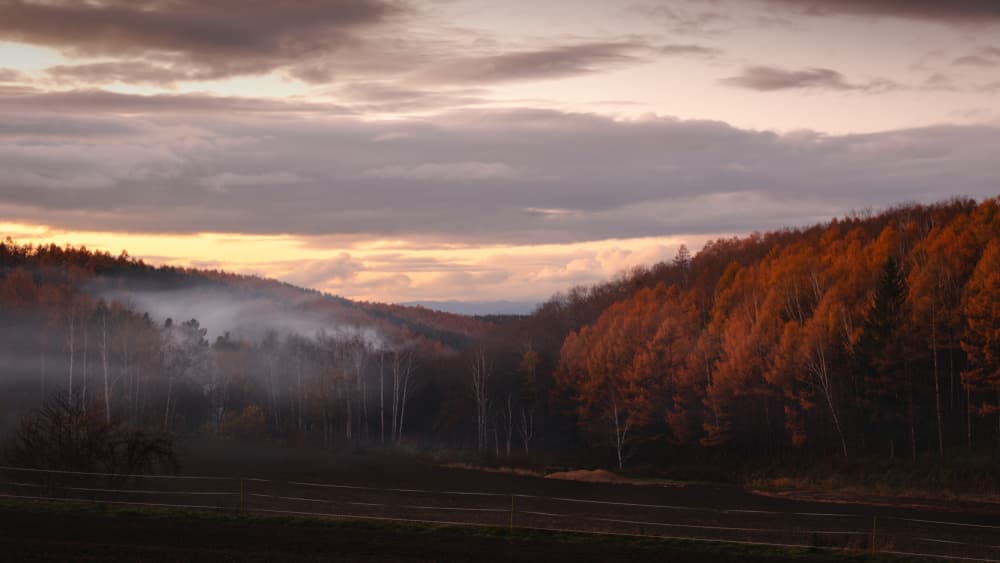 Golden Autumn Valley by Takuma Higashide — canvas wall art