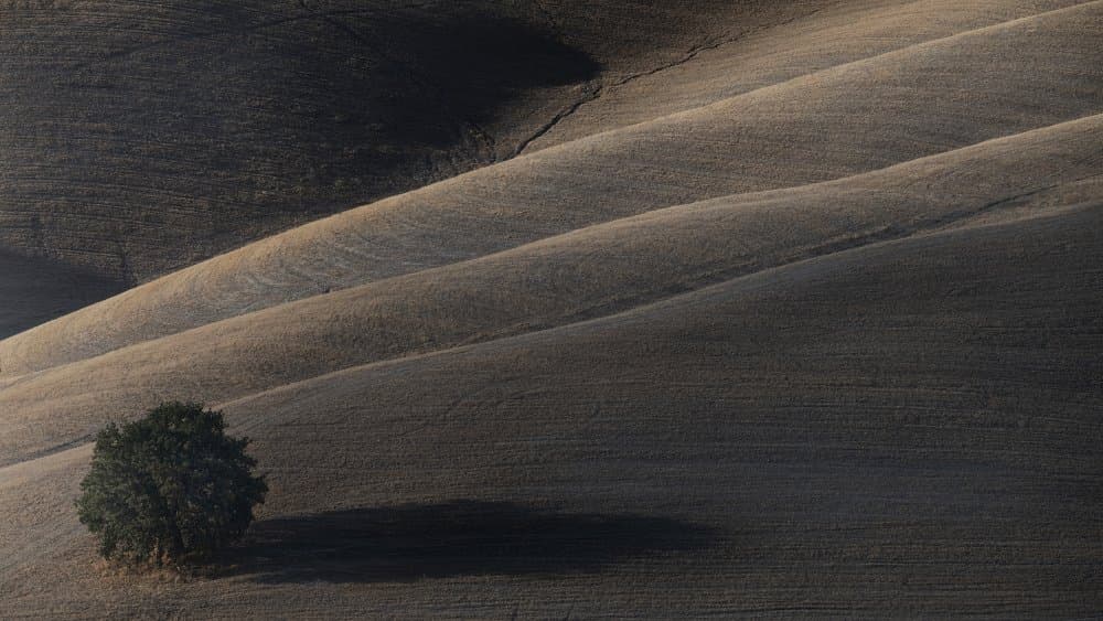 Lone Tree Rolling Fields by Claudio Moretti — canvas wall art