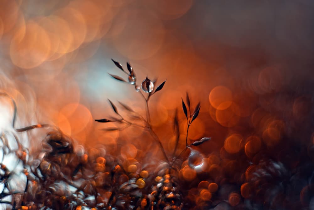 Golden Hour Dewdrops by Heidi Westum — canvas wall art