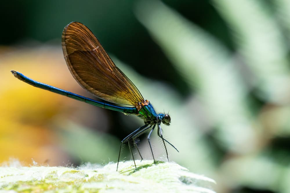 Iridescent Damselfly Perched by Ulrike Leinemann — canvas wall art