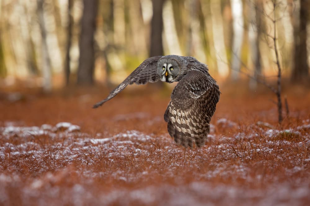 Great Grey Owl Flight by Milan Zygmunt — canvas wall art