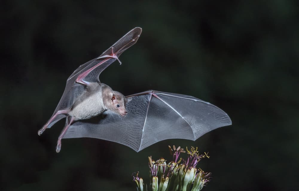 Flying Fruit Bat by Greg Barsh — canvas wall art