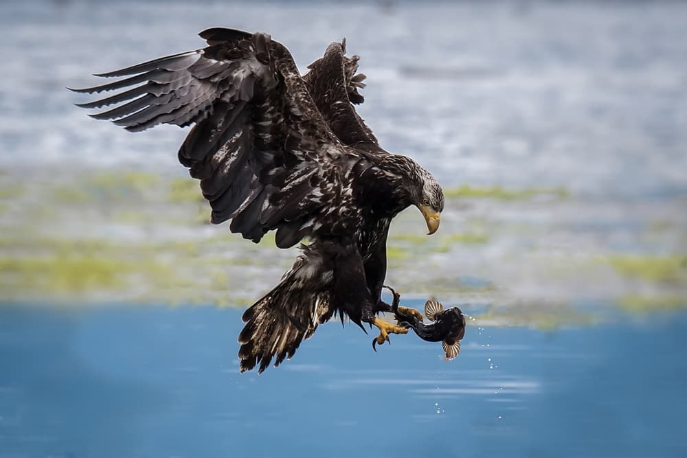 Eagle Fishing Dive by David H Yang — canvas wall art