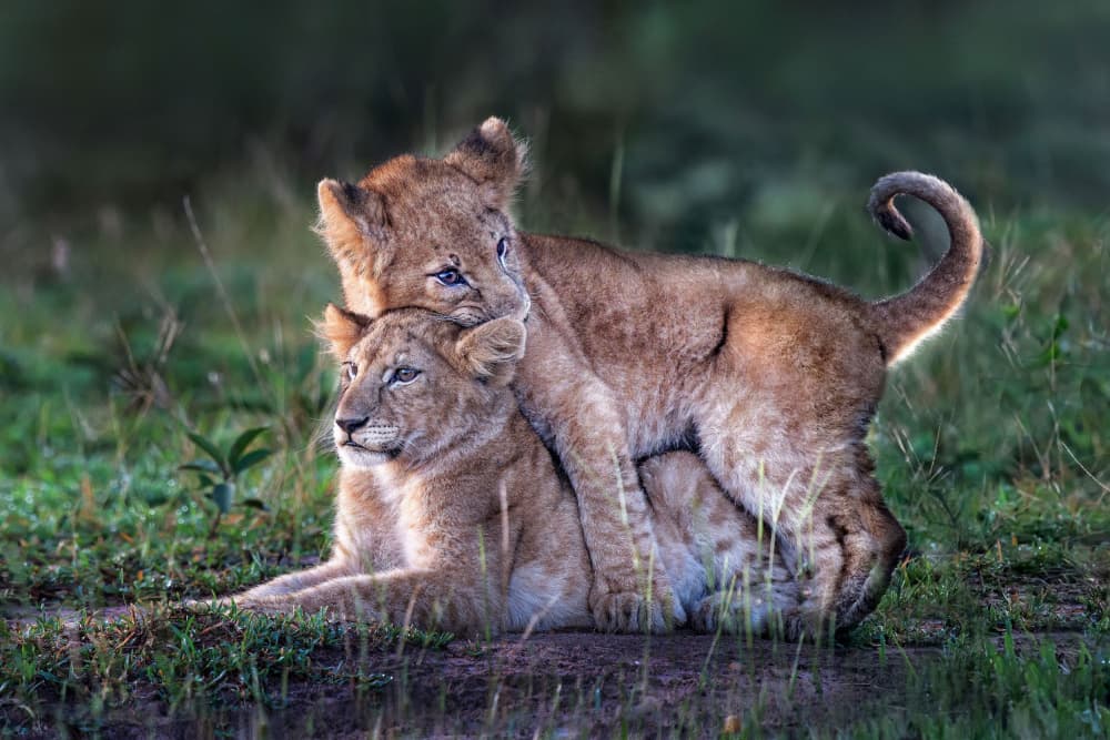 Playful Lion Cubs by Xavier Ortega — canvas wall art