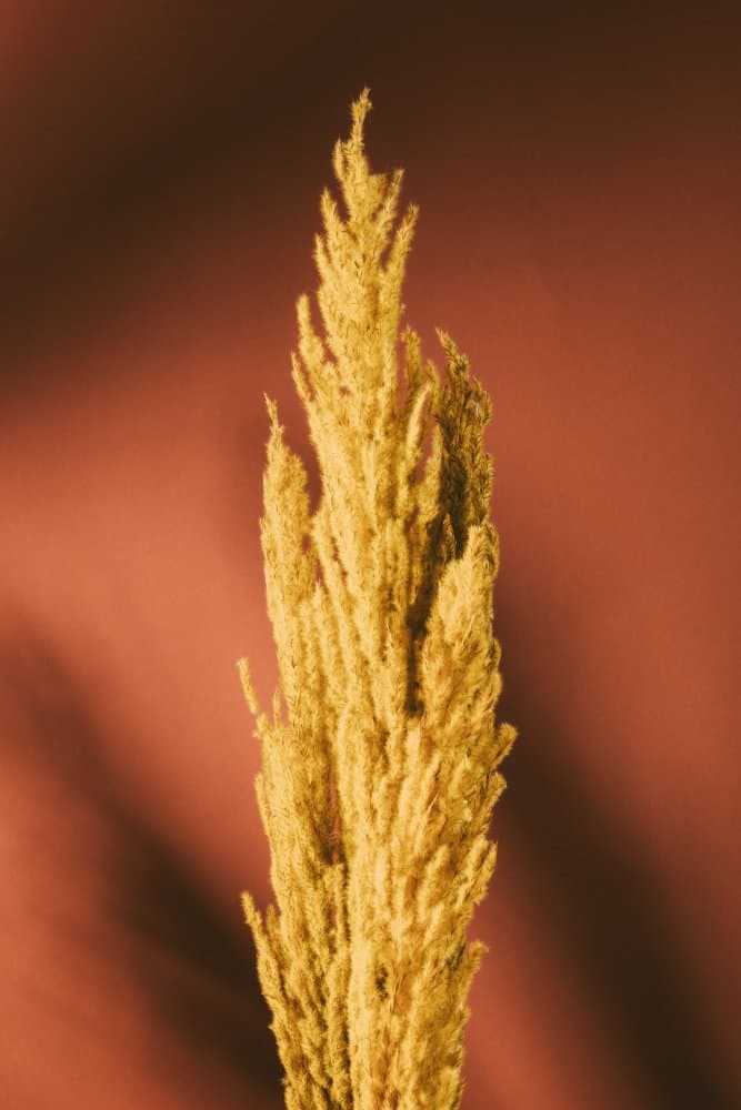 Golden Pampas Grass by Pictufy Studio III — canvas wall art