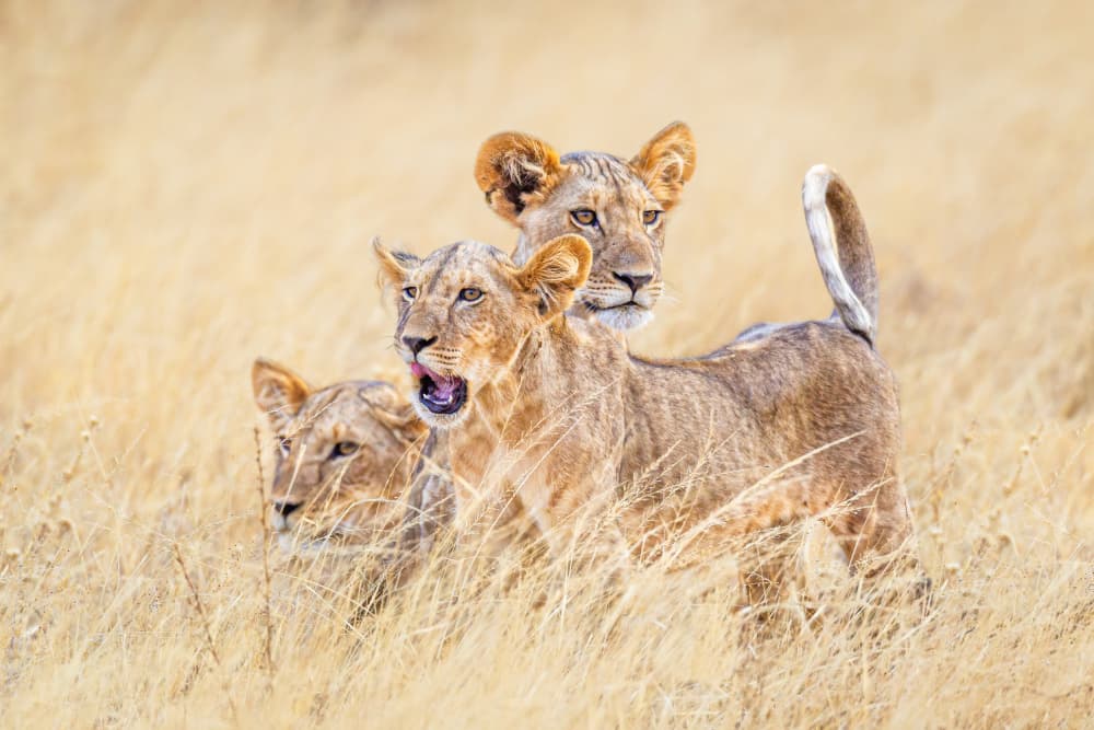 Three Alert Lion Cubs by Jeffrey C. Sink — canvas wall art