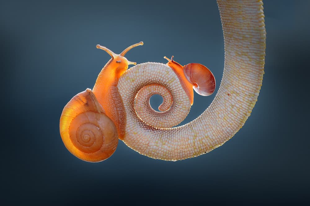 Orange Snails Spiral by Andri Priyadi — canvas wall art