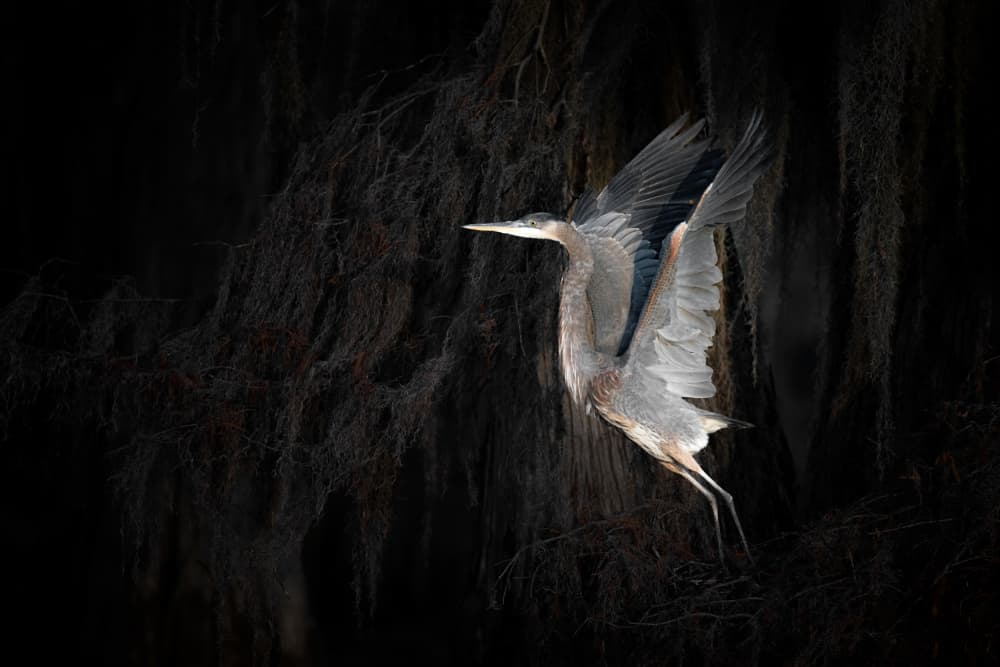 Graceful Heron Flight by Lydia Jacobs — canvas wall art