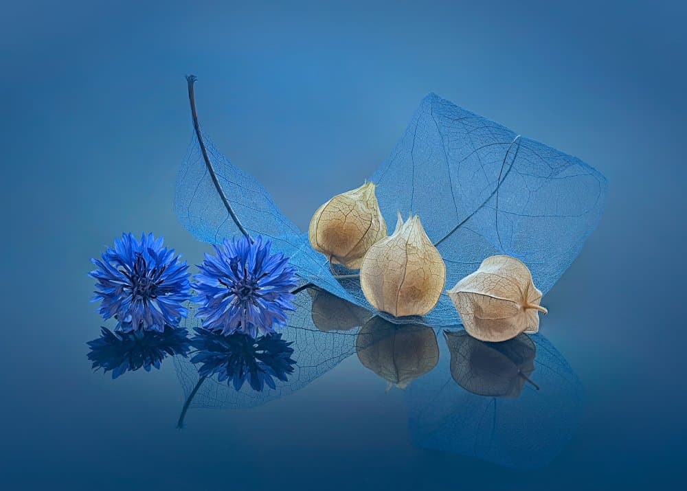 Blue Botanical Reflection by Leechee Z — canvas wall art