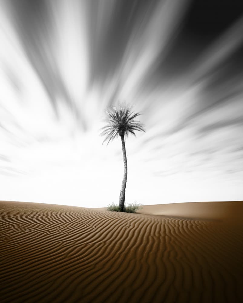 Lone Desert Palm by Hosam.Karara — canvas wall art