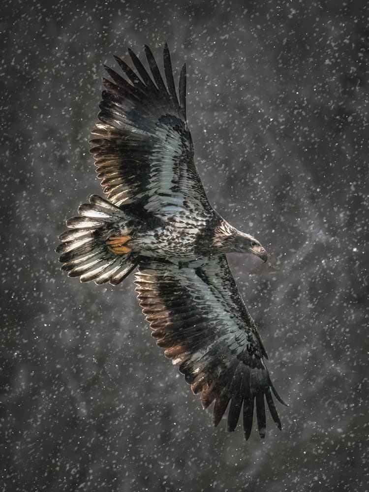 Majestic Eagle Winter Flight by Leechee Z — canvas wall art