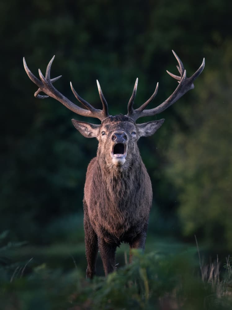 Roaring Red Deer Stag by Tudor Munteanu — canvas wall art