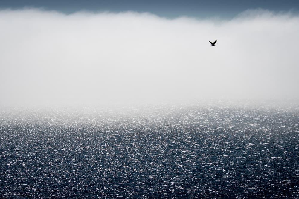 Misty Ocean Bird by Davor Goll — canvas wall art
