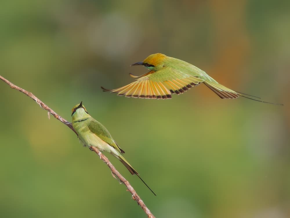 Green Bee-eaters Flying by Rajat Dhesi — canvas wall art