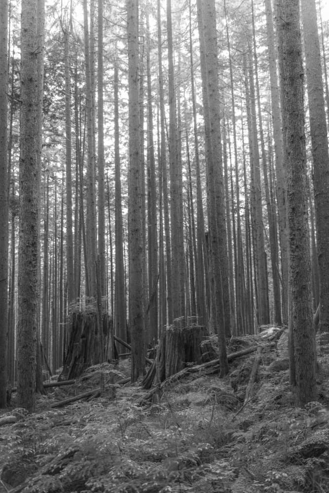 Misty Forest Trunks by Lynann Colligan — canvas wall art