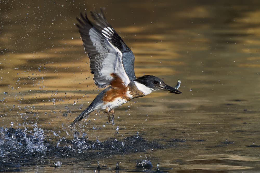 Kingfisher's Golden Catch by Johnny Chen — canvas wall art