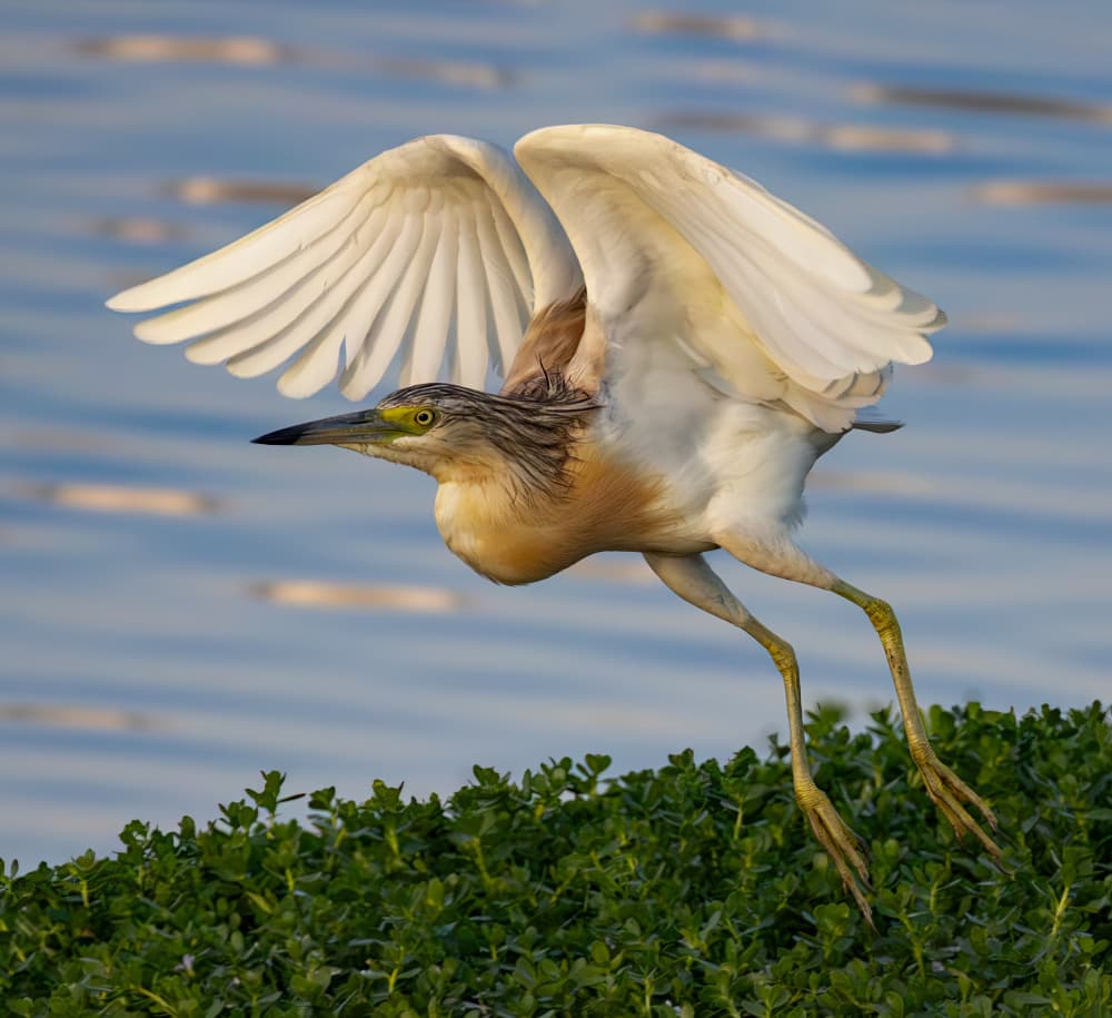 Heron Takes Flight by Guy Wilson — canvas wall art