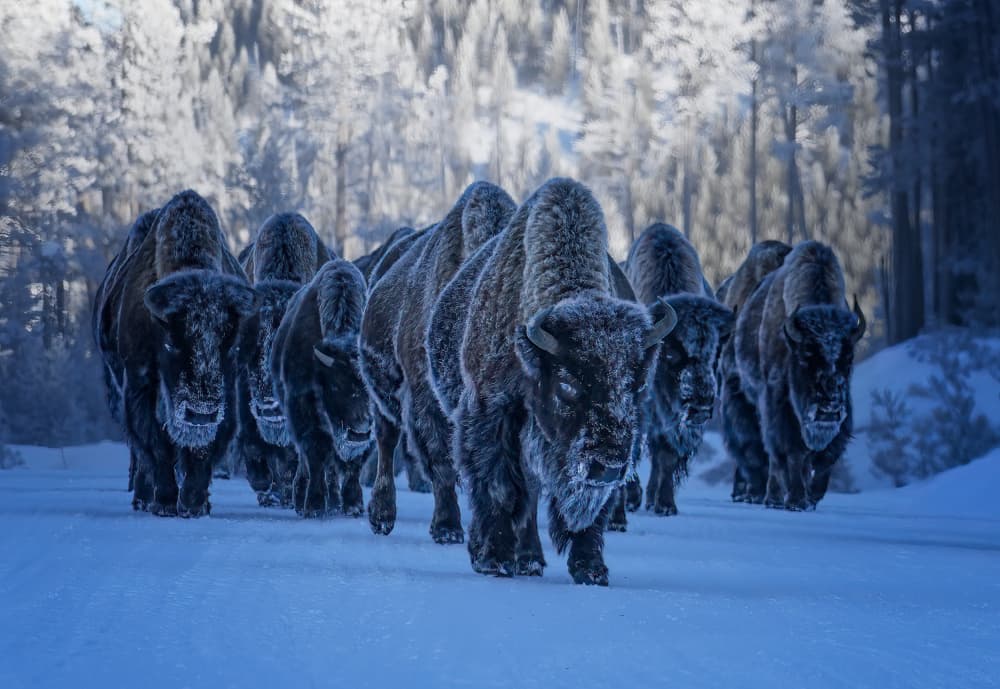Frosty Winter Bison by Yuan Su — canvas wall art