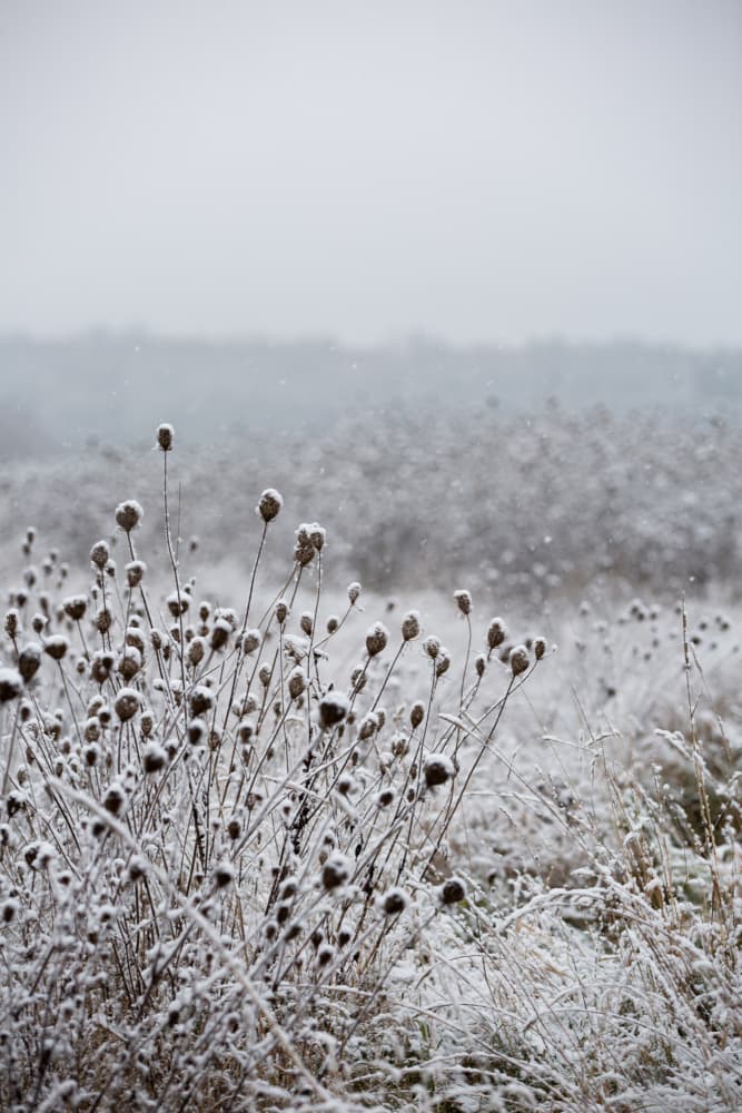Winter Field 4 by Mareike Böhmer — canvas wall art