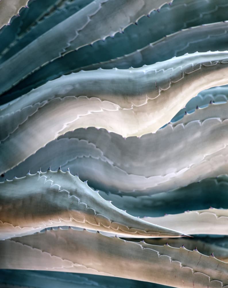 Blue Agave Waves by Robin Wechsler — canvas wall art
