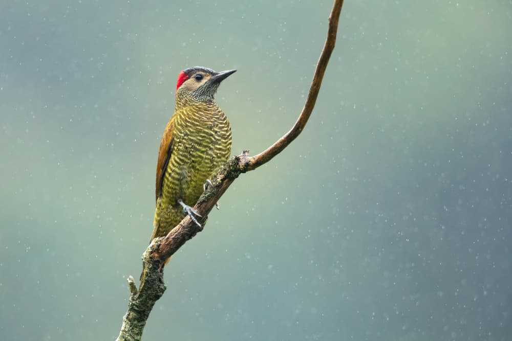 Green Woodpecker In Rain by Milan Zygmunt — canvas wall art