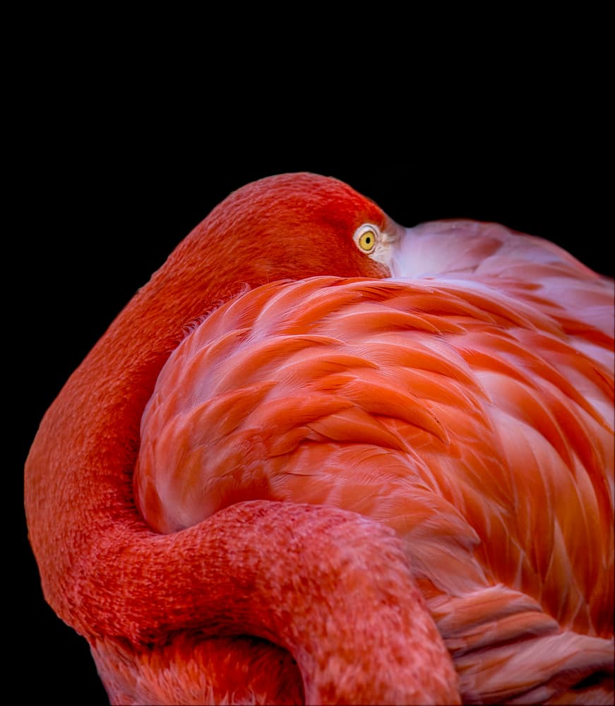 Pink Flamingo Eye by Chris Coenders — canvas wall art