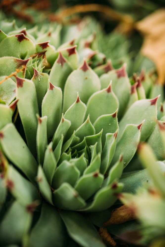 Green Succulent Rosette by Javier Pardina — canvas wall art