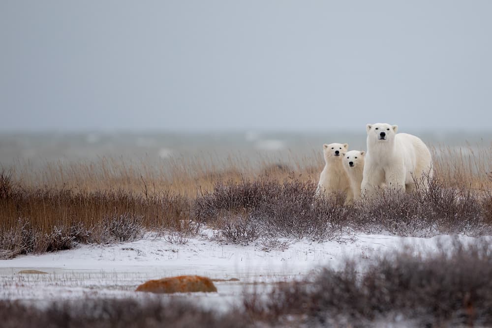 Arctic Bear Family by Alessandro Catta — canvas wall art