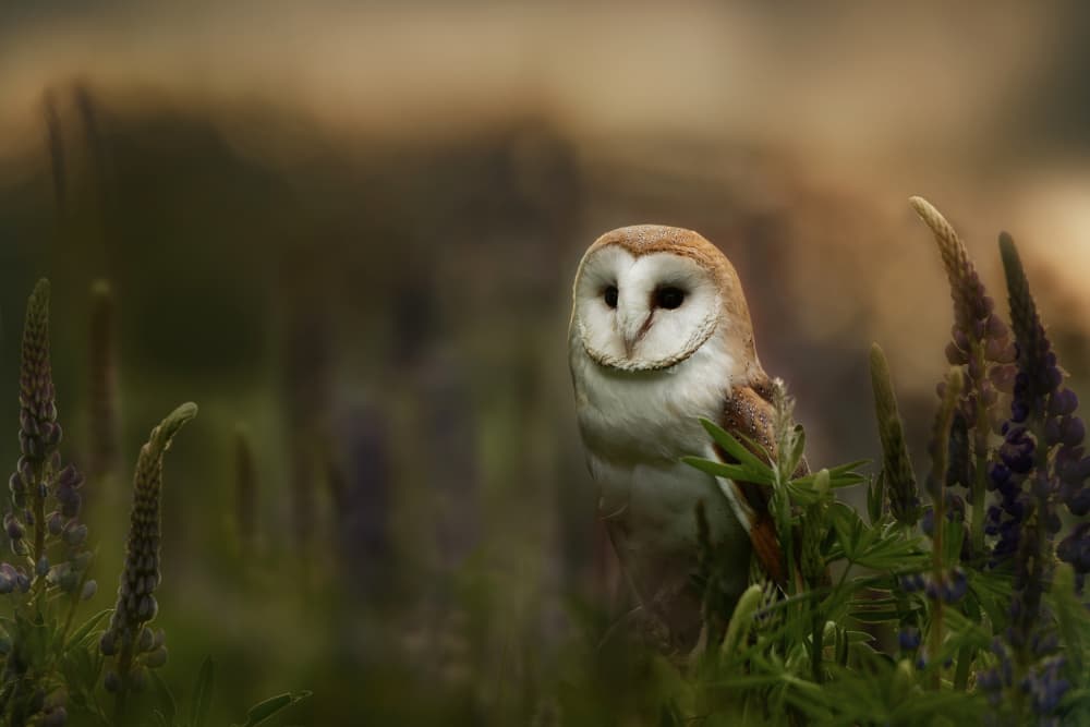 Barn Owl In Purple Flowers by Michaela Firešová — canvas wall art