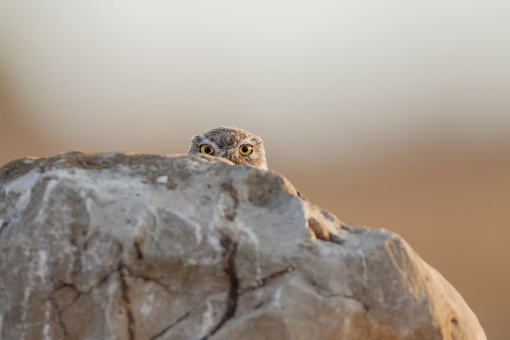 Peeking Owl Eyes by Valerio Ferraro — canvas wall art