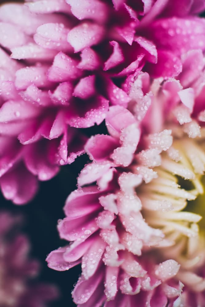 Dewy Pink Petals by Javier Pardina — canvas wall art
