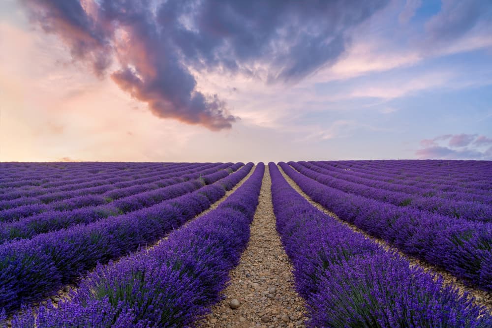 Lavender Field Sunset by John J. Chen — canvas wall art