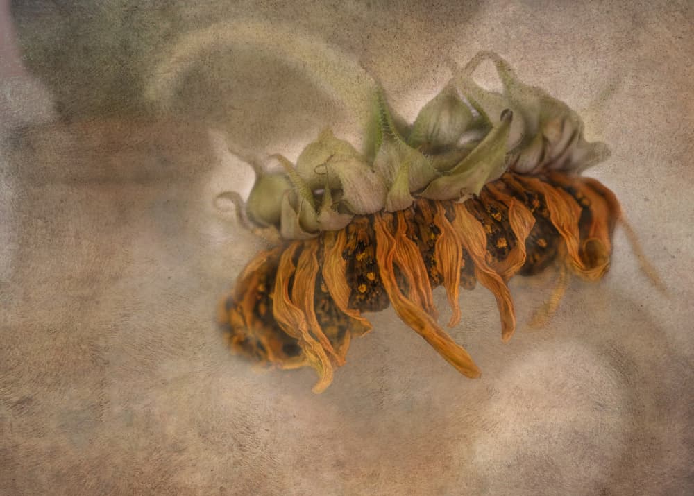 Wilted Sunflower Beauty by Marie-anne Stas — canvas wall art