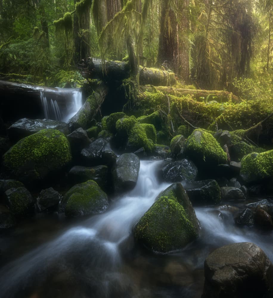 Enchanted Forest Stream by Joan Zhang — canvas wall art