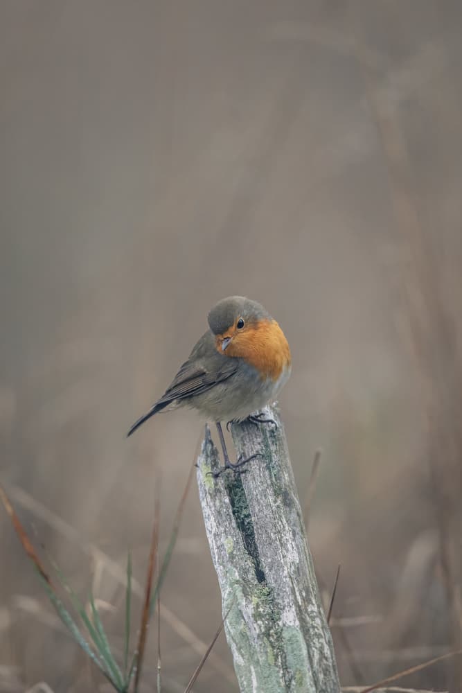 Portrait of a robin in autumn by Magnus Renmyr — canvas wall art