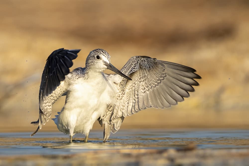 Wading Bird Spreads Wings by Eyal Amer — canvas wall art