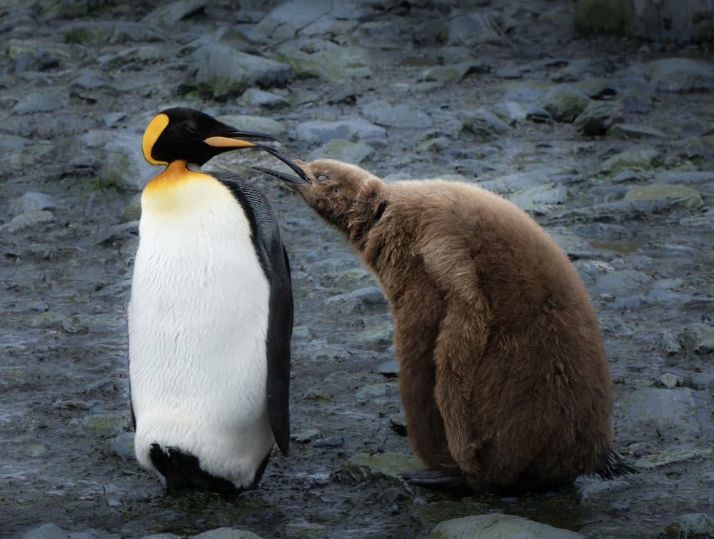 Fluffy King Penguin Chick by Jimmy Yang — canvas wall art
