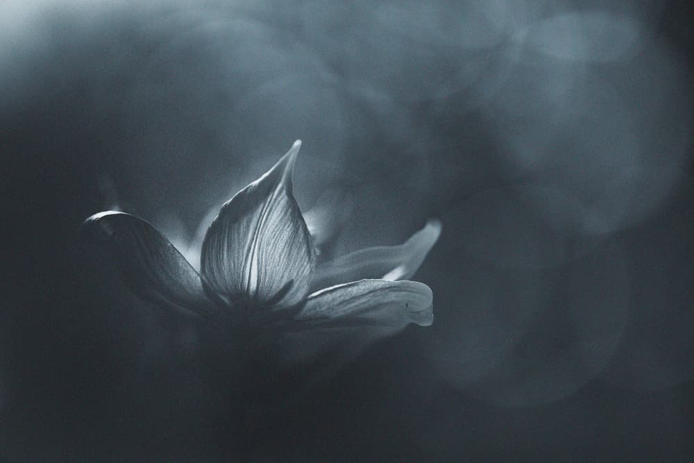 Moody Blue Bloom by Penny Myles — canvas wall art