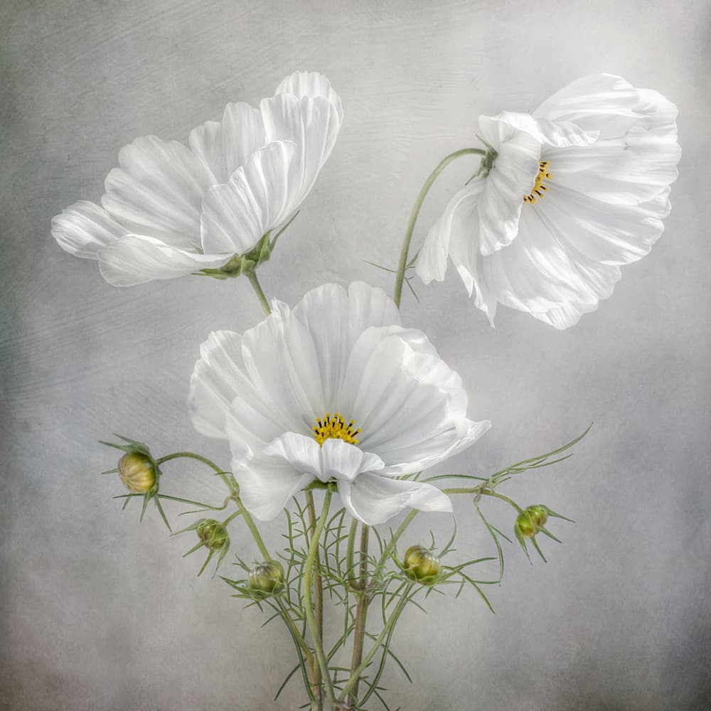 Cosmos Charm by Mandy Disher — canvas wall art